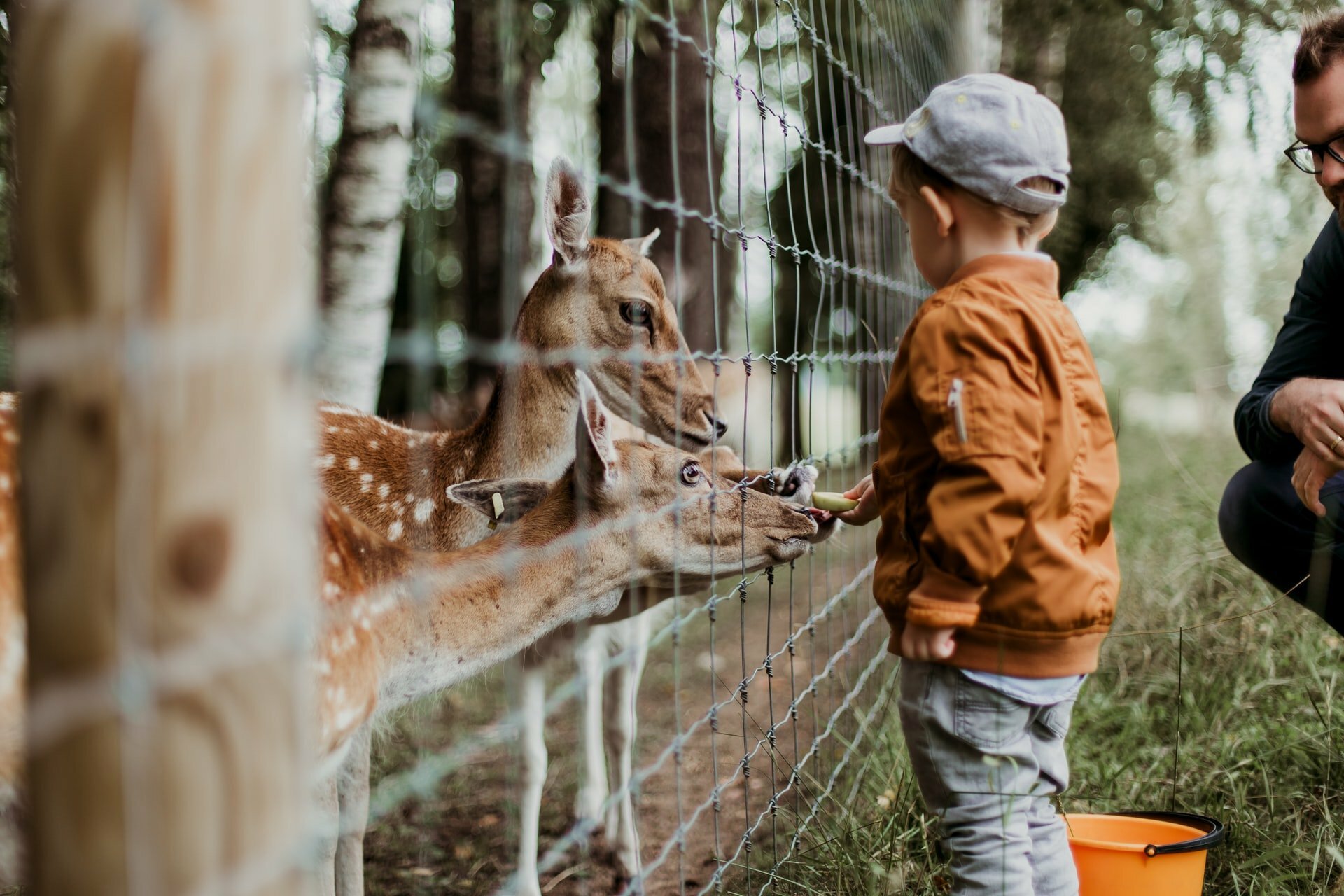 a child feeding giraffes
